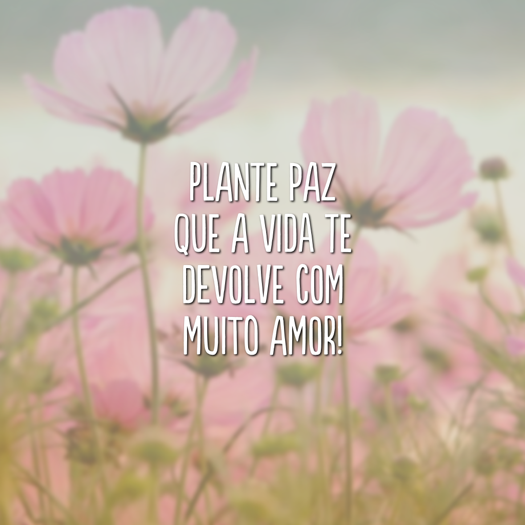 Plante paz que a vida te devolve com muito amor!