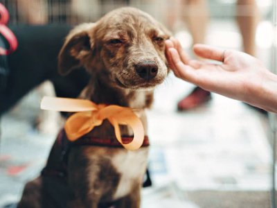 60 frases de amor para cachorro que são verdadeiras declarações