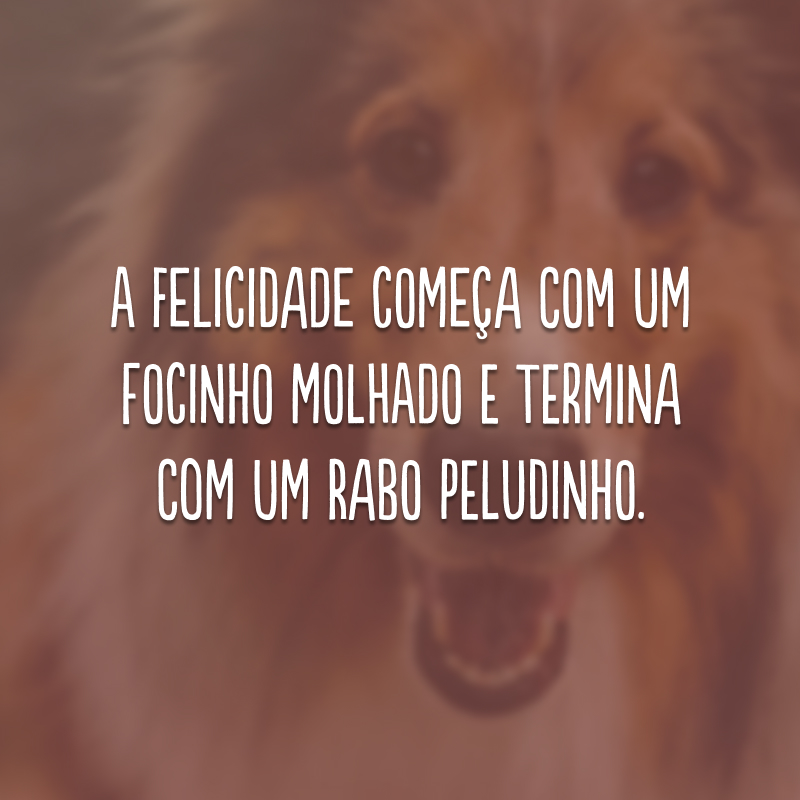 A felicidade começa com um focinho molhado e termina com um rabo peludinho.