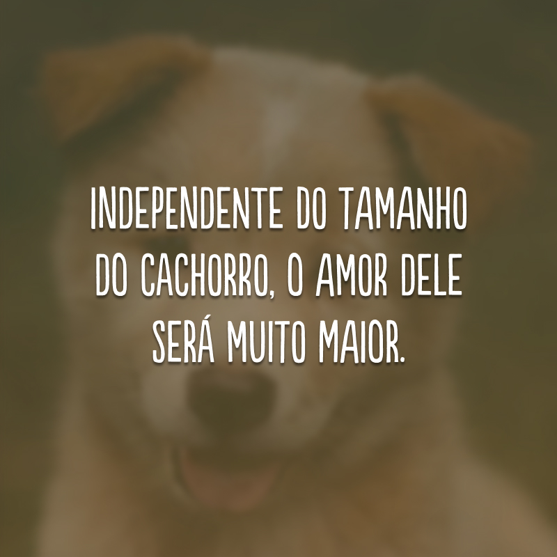 Independente do tamanho do cachorro, o amor dele será muito maior.