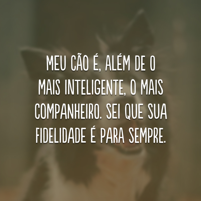 Meu cão é, além de o mais inteligente, o mais companheiro. Sei que sua fidelidade é para sempre. 