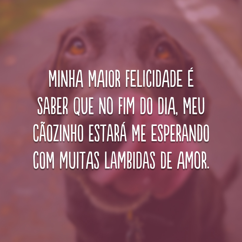 Minha maior felicidade é saber que no fim do dia, meu cãozinho estará me esperando com muitas lambidas de amor.