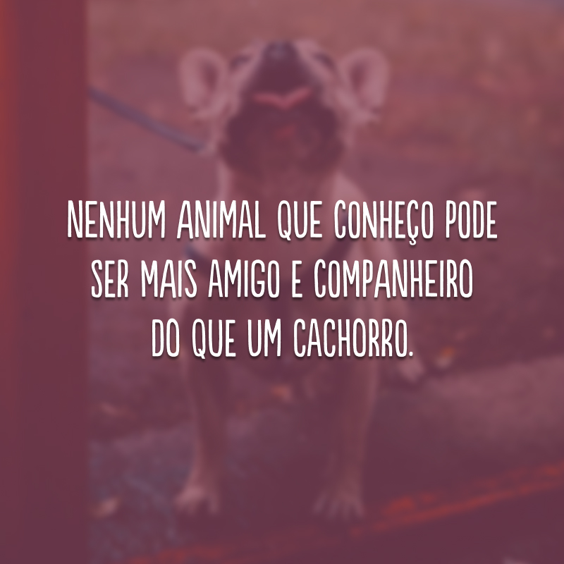 Nenhum animal que conheço pode ser mais amigo e companheiro do que um cachorro.