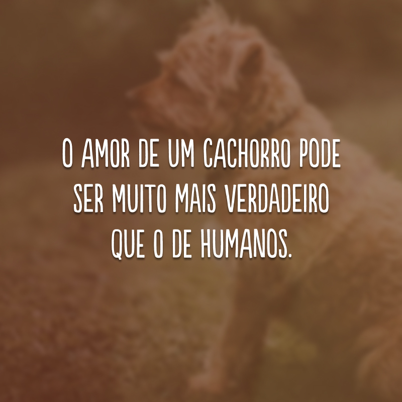 O amor de um cachorro pode ser muito mais verdadeiro que o de humanos.