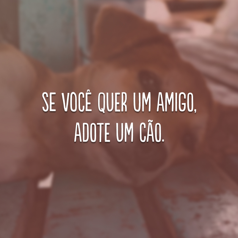 Se você quer um amigo, adote um cão. 