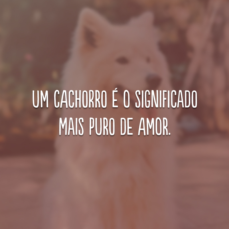 Um cachorro é o significado mais puro de amor.