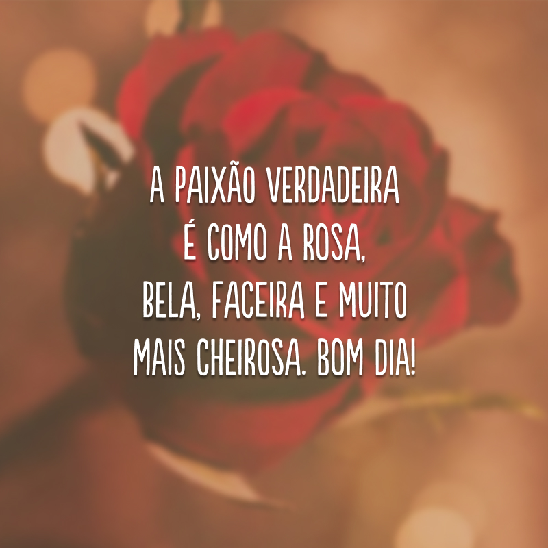 A paixão verdadeira é como a rosa, bela, faceira e muito mais cheirosa. Bom dia!