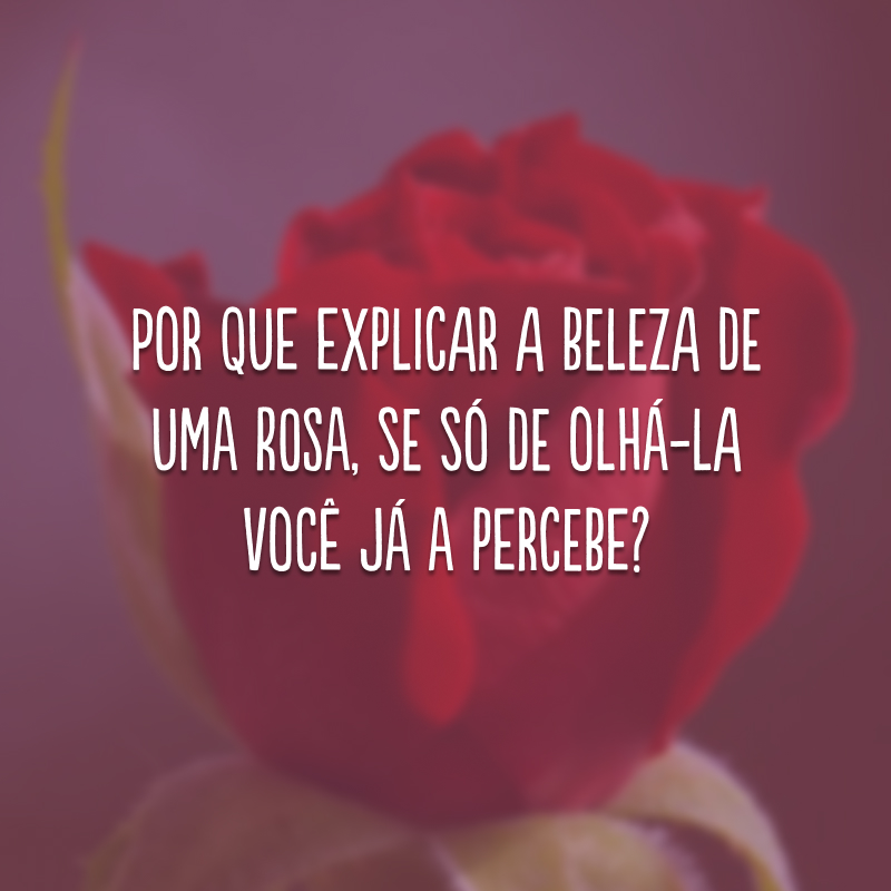 Por que explicar a beleza de uma rosa, se só de olhá-la você já a percebe?